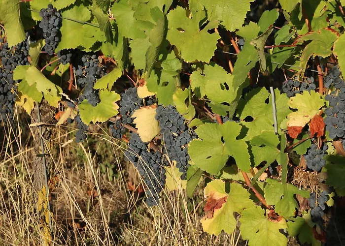 Soutterain - Mit Senkgarten Apartment